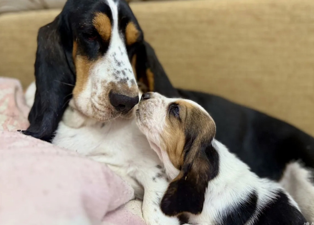 Basset Hound Puppies for Sale in Dallas