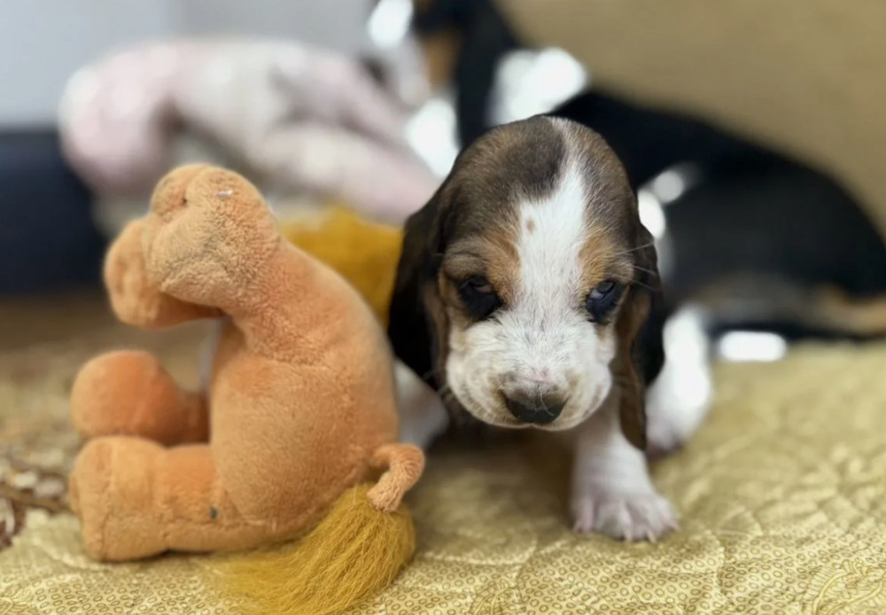 Basset Hound Puppies for Sale in Dallas