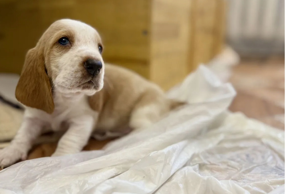 Basset Hound Puppies for Sale in Dallas