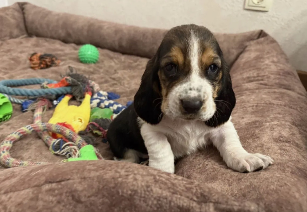 Basset Hound Puppies for Sale in Dallas