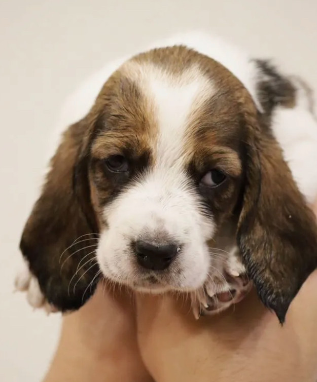 Basset Hound Boys and Girls for Sale in Austin (Texas)