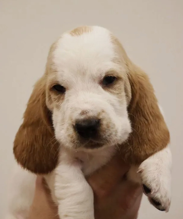 Basset Hound Boys and Girls for Sale in Austin (Texas)