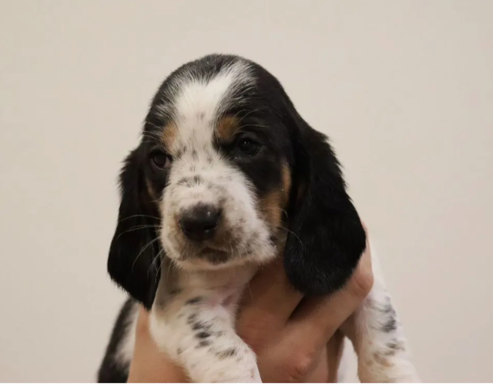 Basset Hound Boys and Girls for Sale in Austin (Texas)