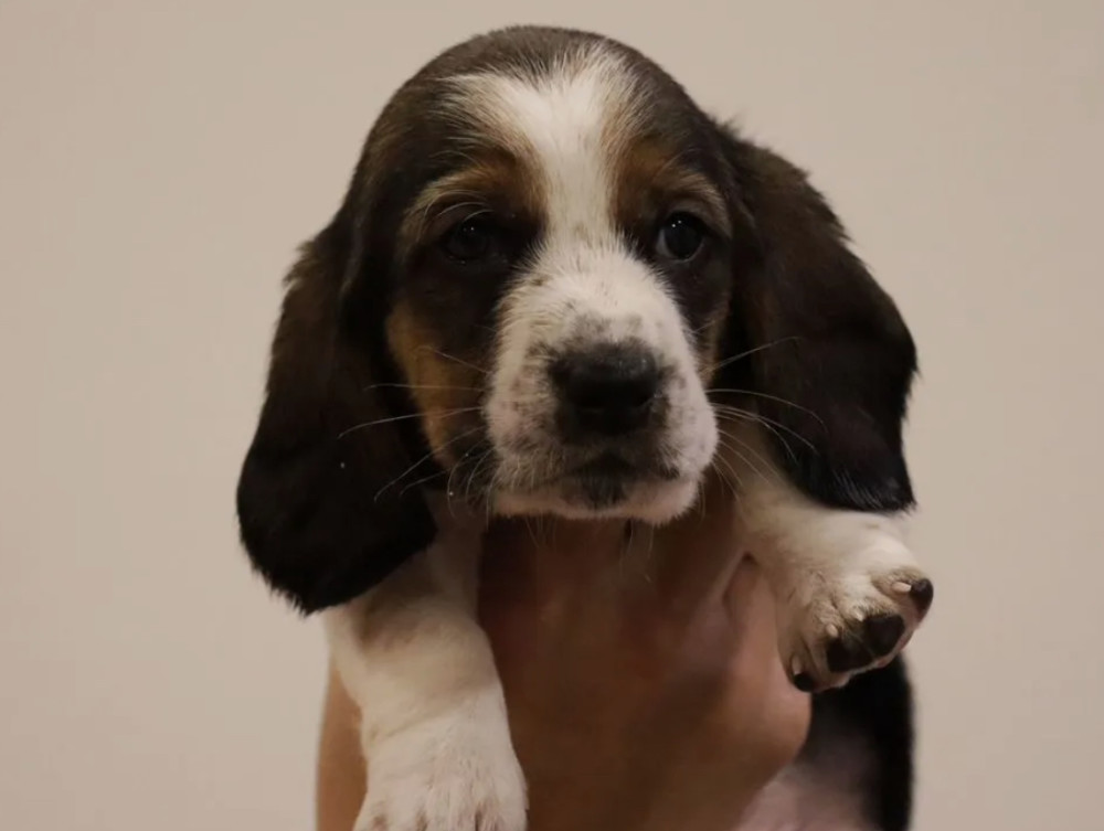Basset Hound Boys and Girls for Sale in Austin (Texas)