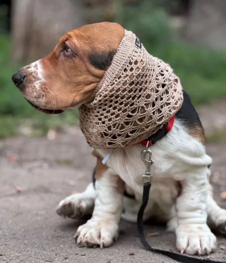 Basset Hound Girl Looking for Loving Owners in the Bronx (New York)