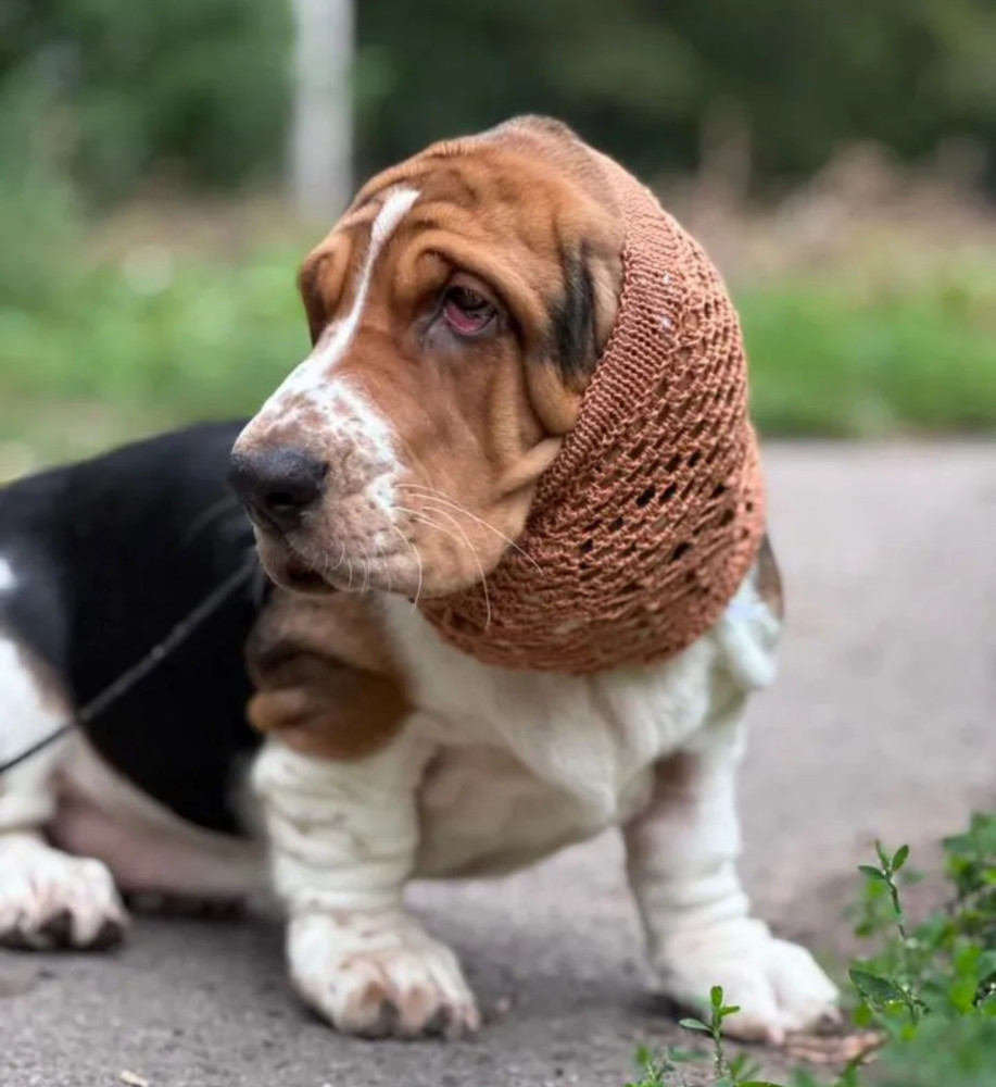 Basset Hound Girl Looking for Loving Owners in the Bronx (New York)