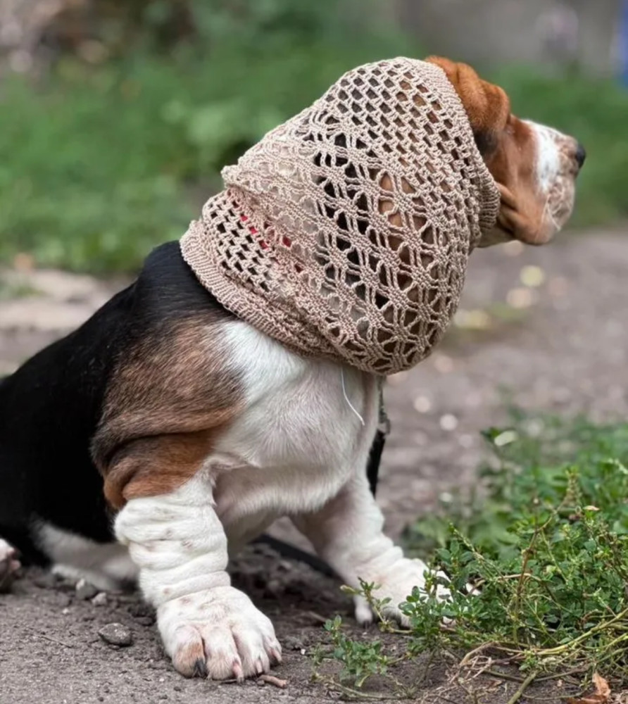 Basset Hound Girl Looking for Loving Owners in the Bronx (New York)