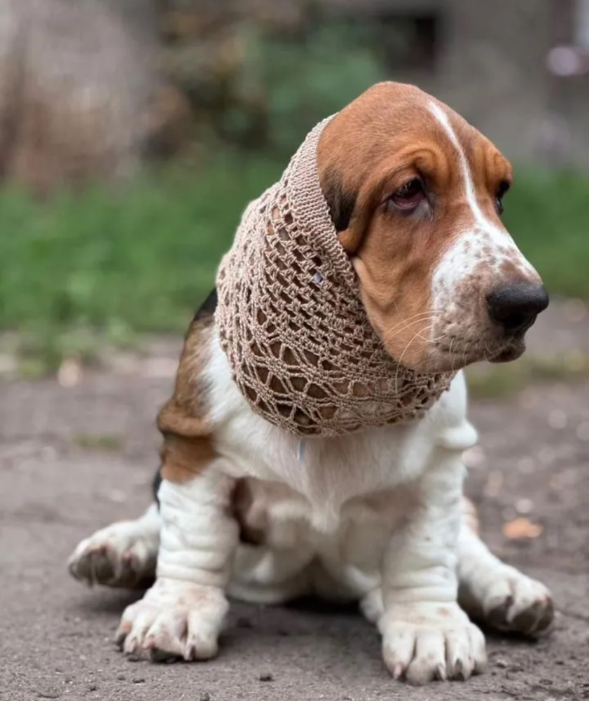 Basset Hound Girl Looking for Loving Owners in the Bronx (New York)