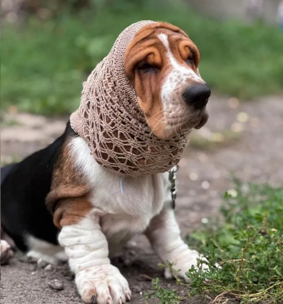 Basset Hound Girl Looking for Loving Owners in the Bronx (New York)