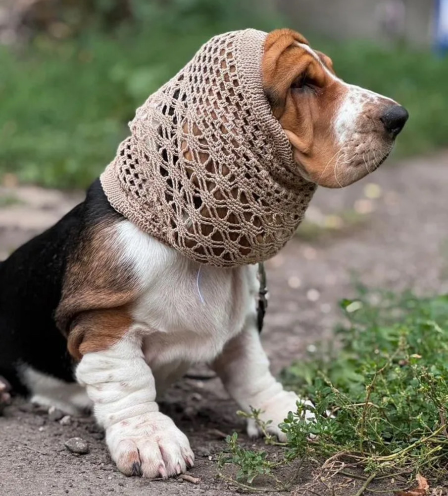 Basset Hound Girl Looking for Loving Owners in the Bronx (New York)