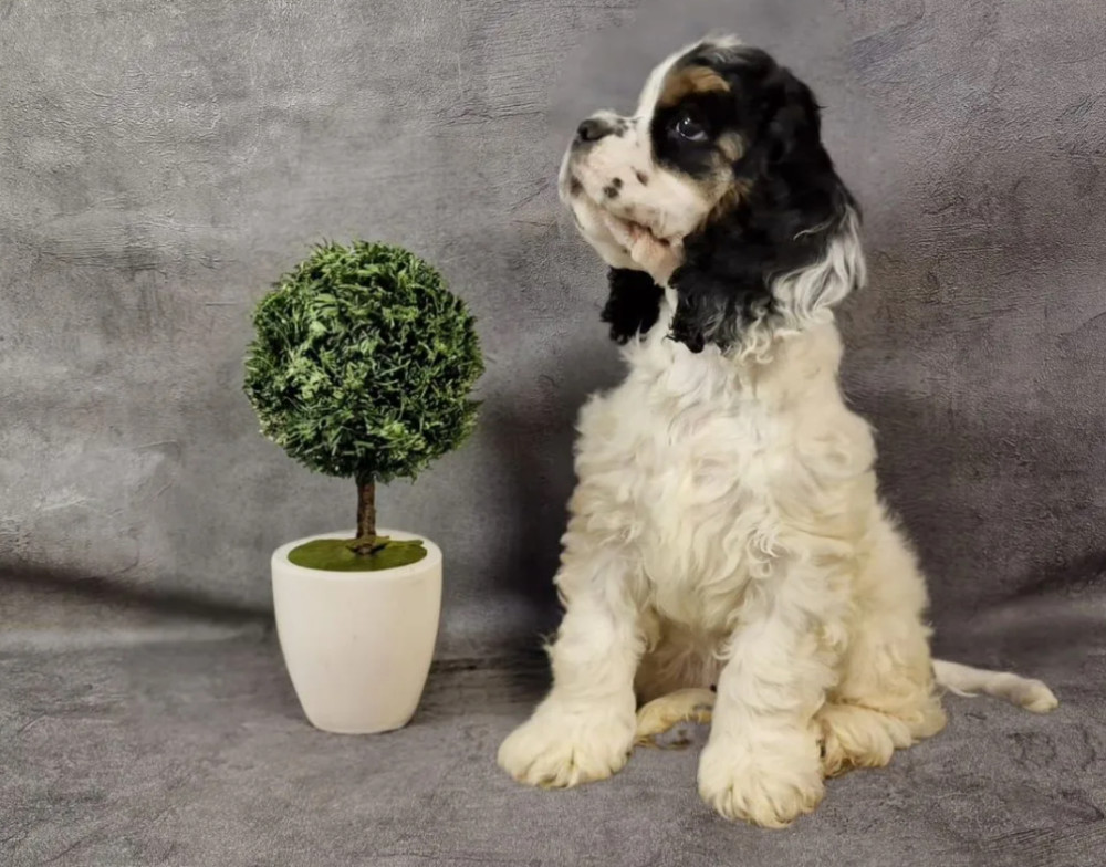 Cocker Spaniel Puppies for Sale in Fort Worth (Texas)