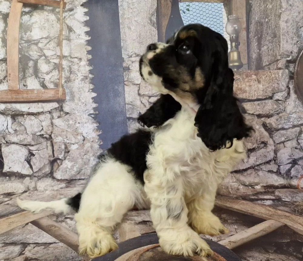 Cocker Spaniel Puppies for Sale in Fort Worth (Texas)