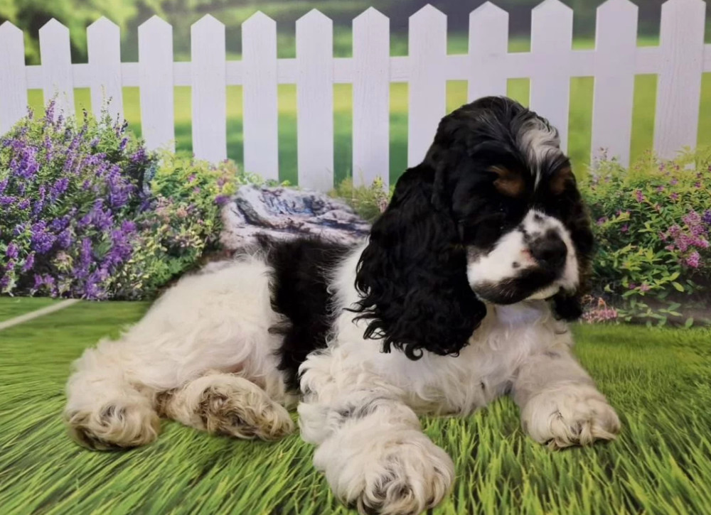 Cocker Spaniel Puppies for Sale in Fort Worth (Texas)