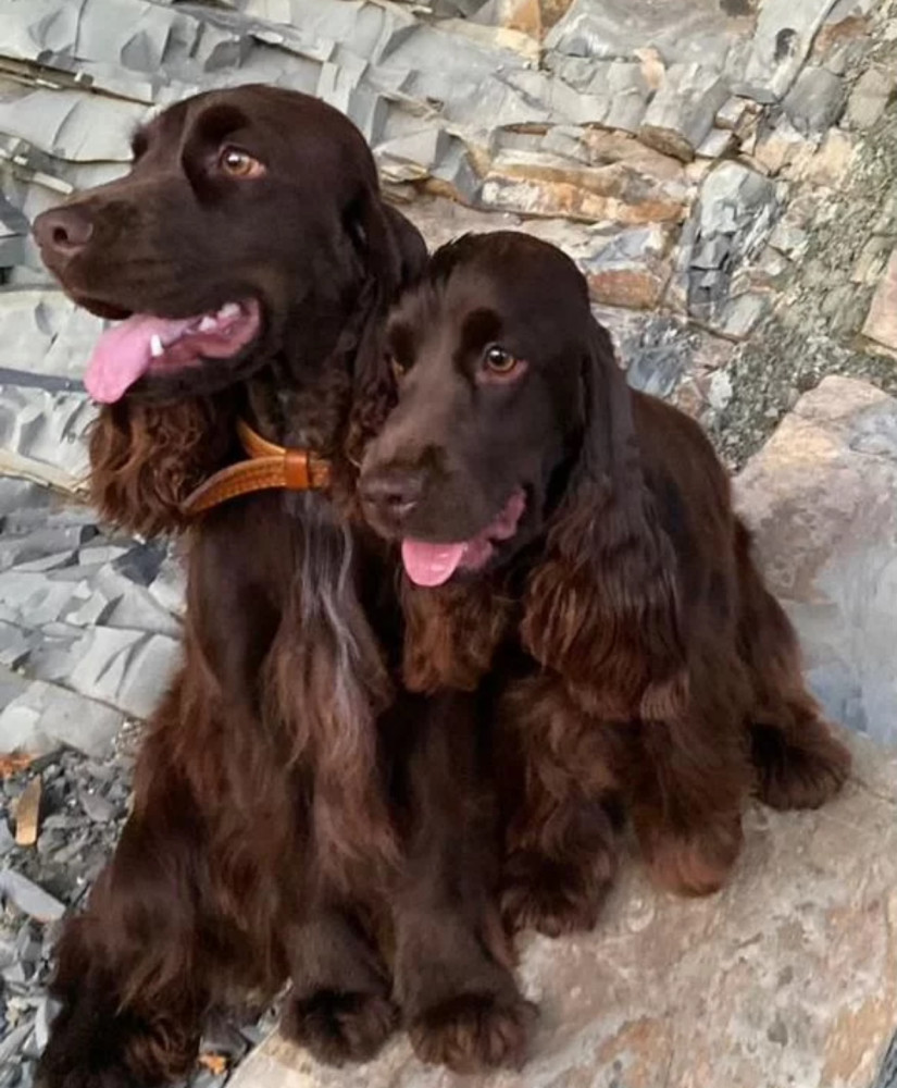 Adorable Cocker Spaniel Puppies for Sale in the Bronx (New York)