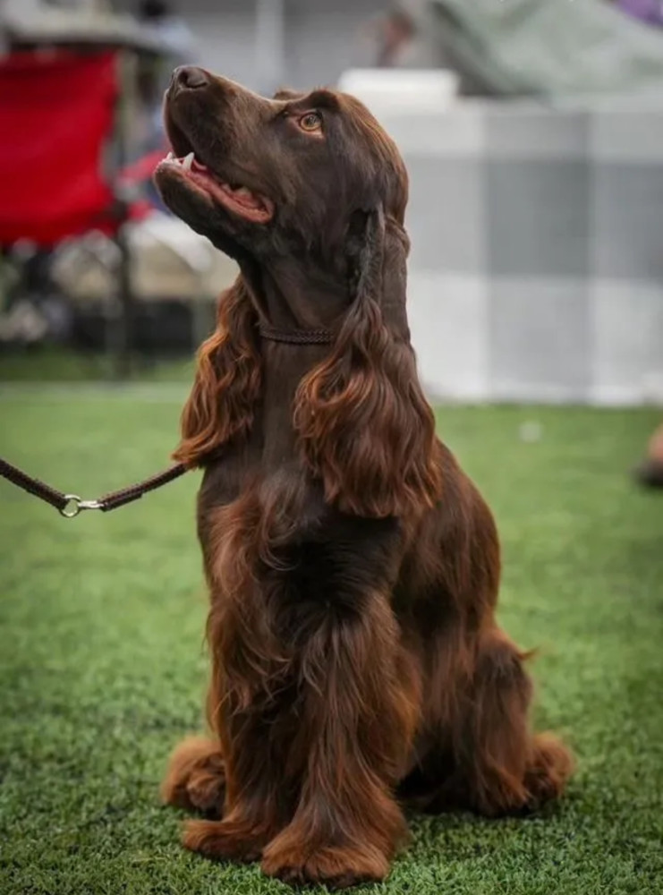 Adorable Cocker Spaniel Puppies for Sale in the Bronx (New York)