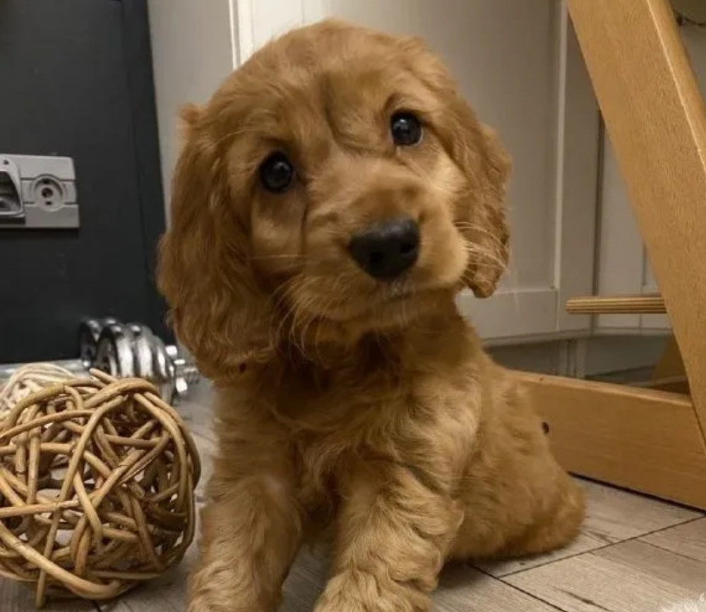 Here You Can Buy a Purebred Cocker Spaniel Puppy (Manhattan, New York)