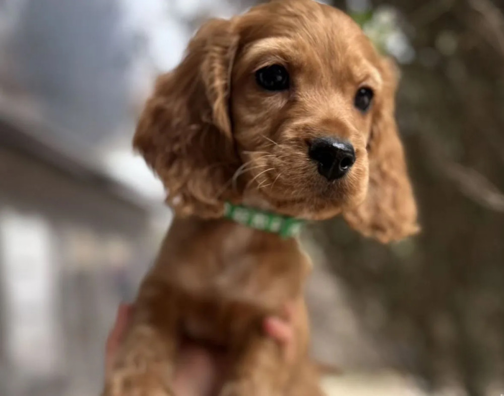 Here You Can Buy a Purebred Cocker Spaniel Puppy (Manhattan, New York)