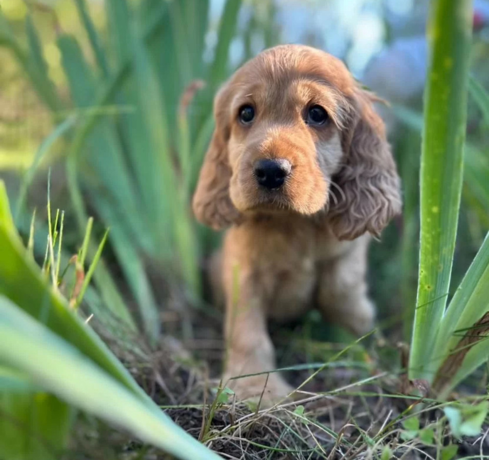 Here You Can Buy a Purebred Cocker Spaniel Puppy (Manhattan, New York)