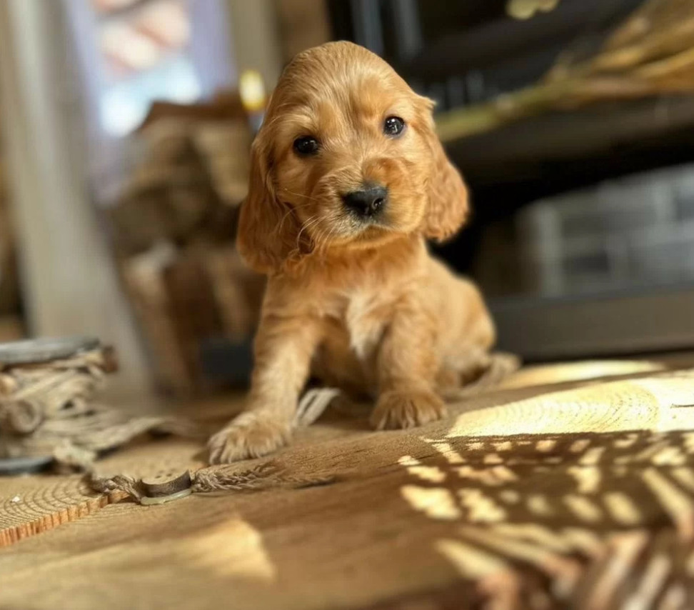 Here You Can Buy a Purebred Cocker Spaniel Puppy (Manhattan, New York)