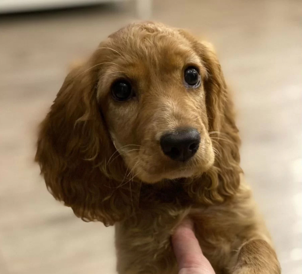 Here You Can Buy a Purebred Cocker Spaniel Puppy (Manhattan, New York)