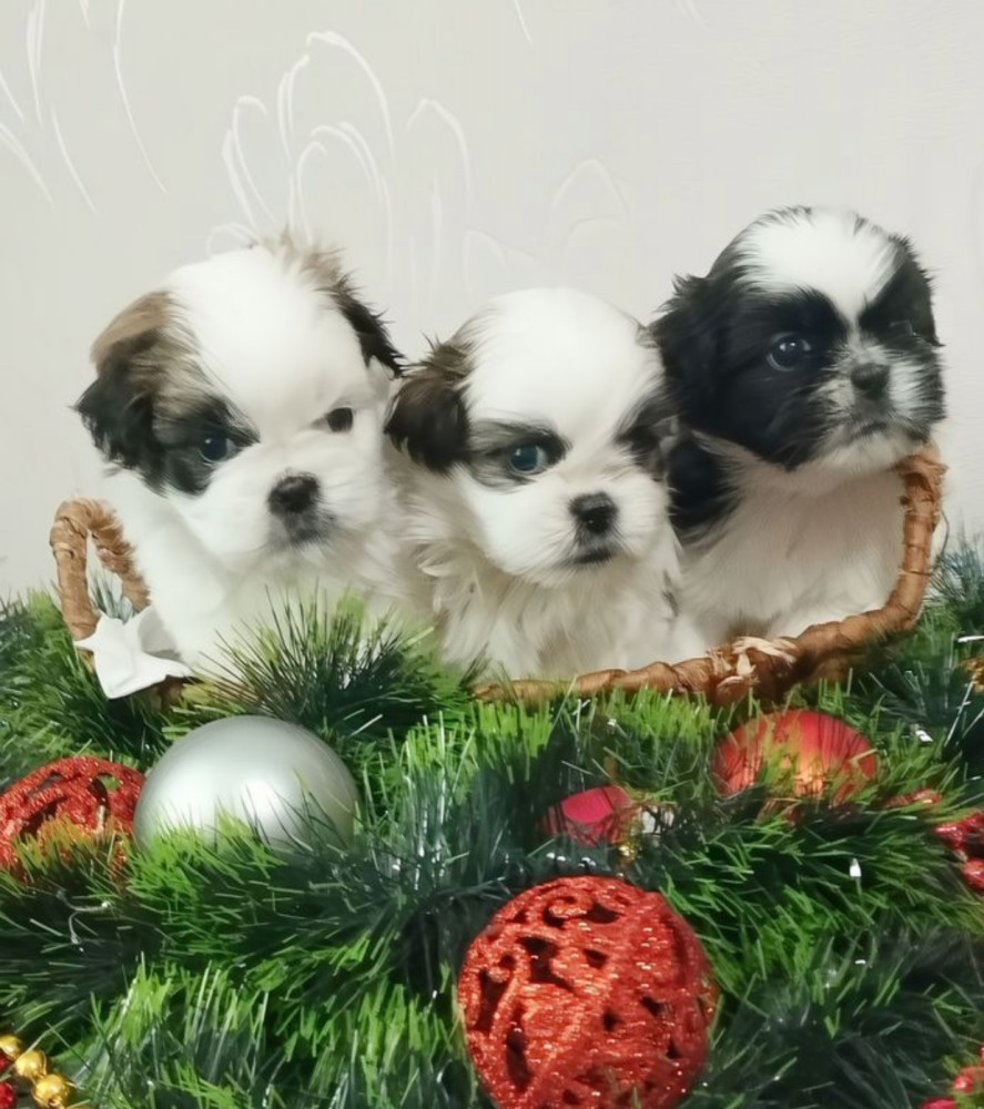 Shih Tzu Puppies for Sale in Austin (Texas)