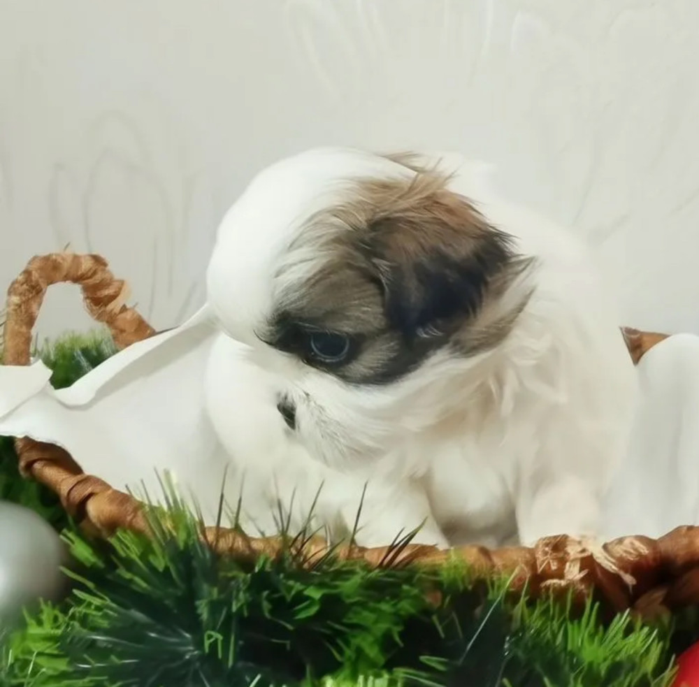Shih Tzu Puppies for Sale in Austin (Texas)
