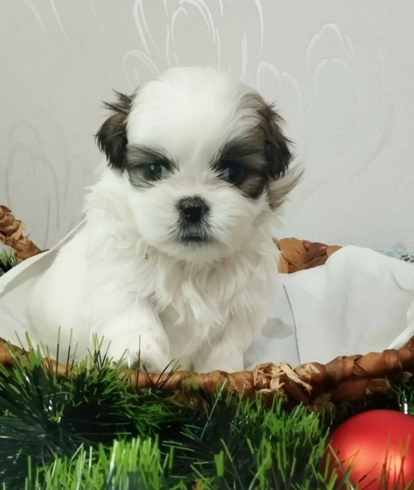 Shih Tzu Puppies for Sale in Austin (Texas)