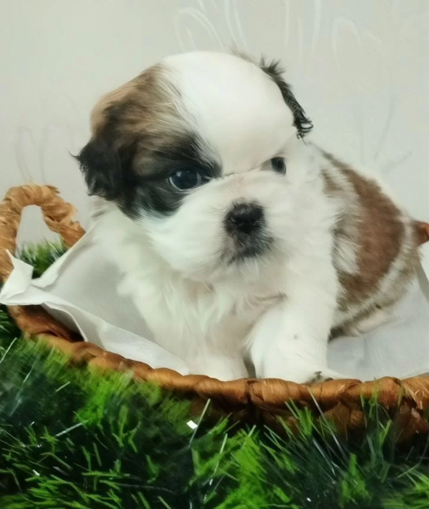 Shih Tzu Puppies for Sale in Austin (Texas)