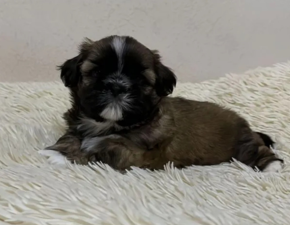 Shih Tzu Girl for Sale, 3 Months Old, Sidney (Montana)