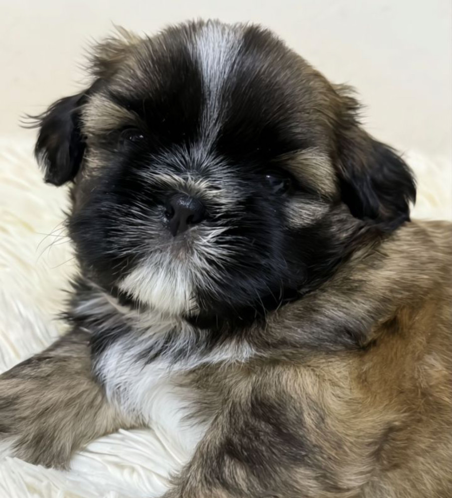 Shih Tzu Girl for Sale, 3 Months Old, Sidney (Montana)