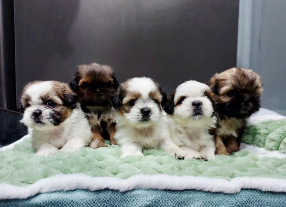 Shih Tzu Boys and Girls Looking for a Home in Brooklyn (New York)