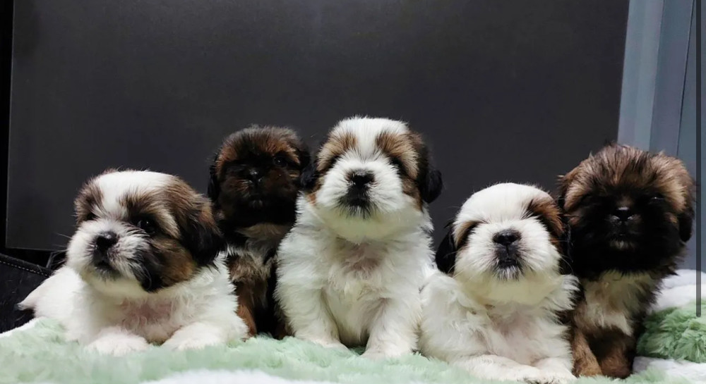 Shih Tzu Boys and Girls Looking for a Home in Brooklyn (New York)