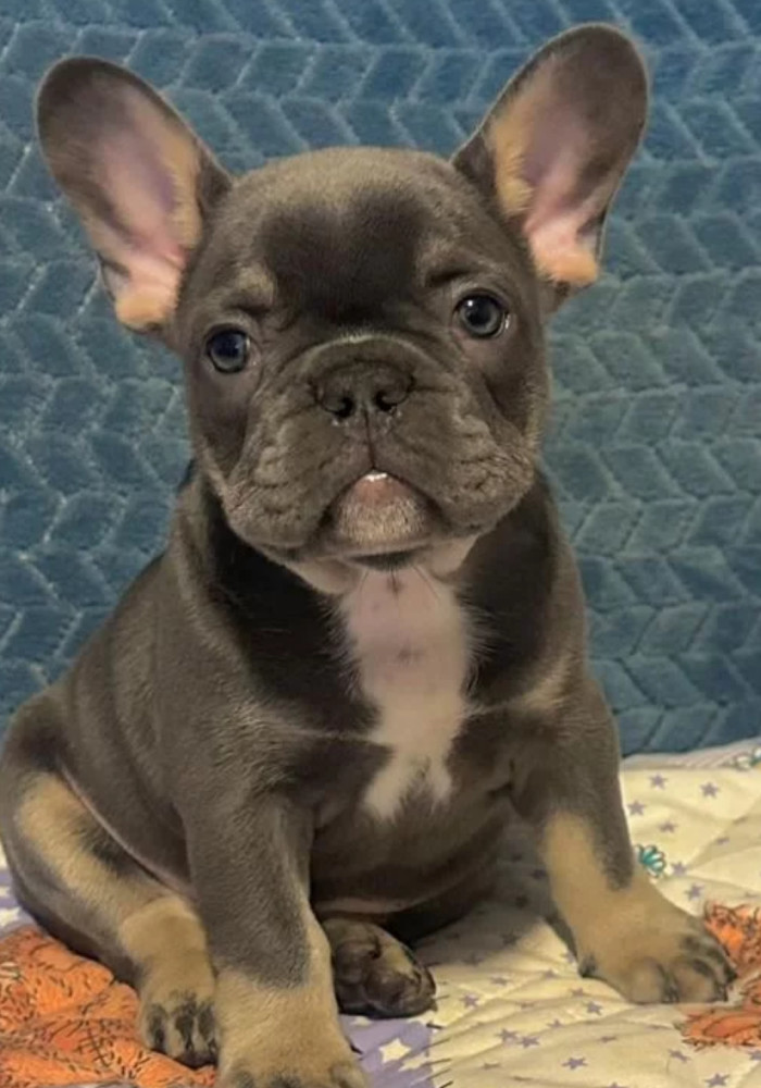 Male French bulldog, Blue Merle In Georgia