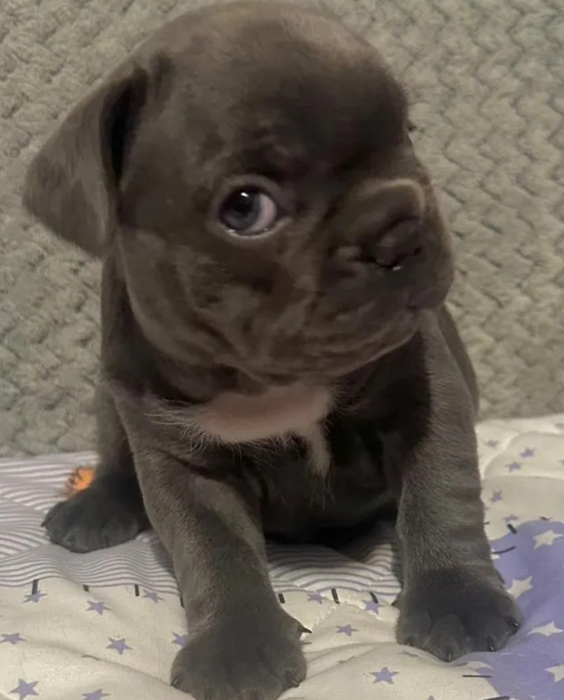 Male French bulldog, Blue Merle In Georgia