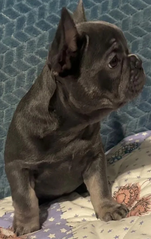 Male French bulldog, Blue Merle In Georgia