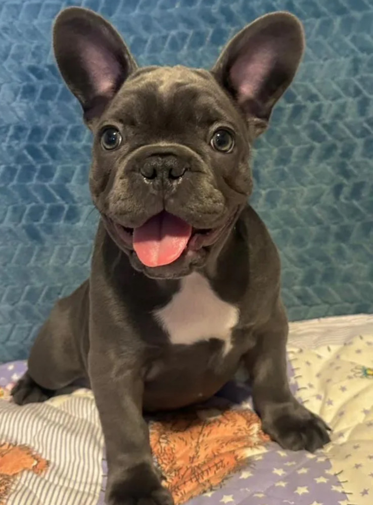 Male French bulldog, Blue Merle In Georgia