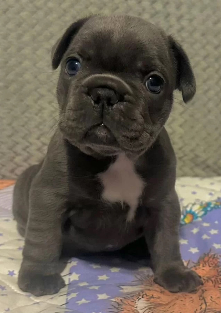 Male French bulldog, Blue Merle In Georgia