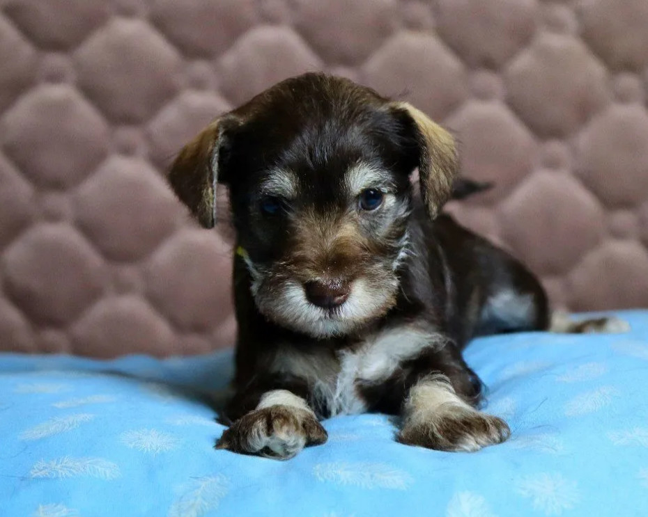 Schnauzers for Sale (Ontario, California)