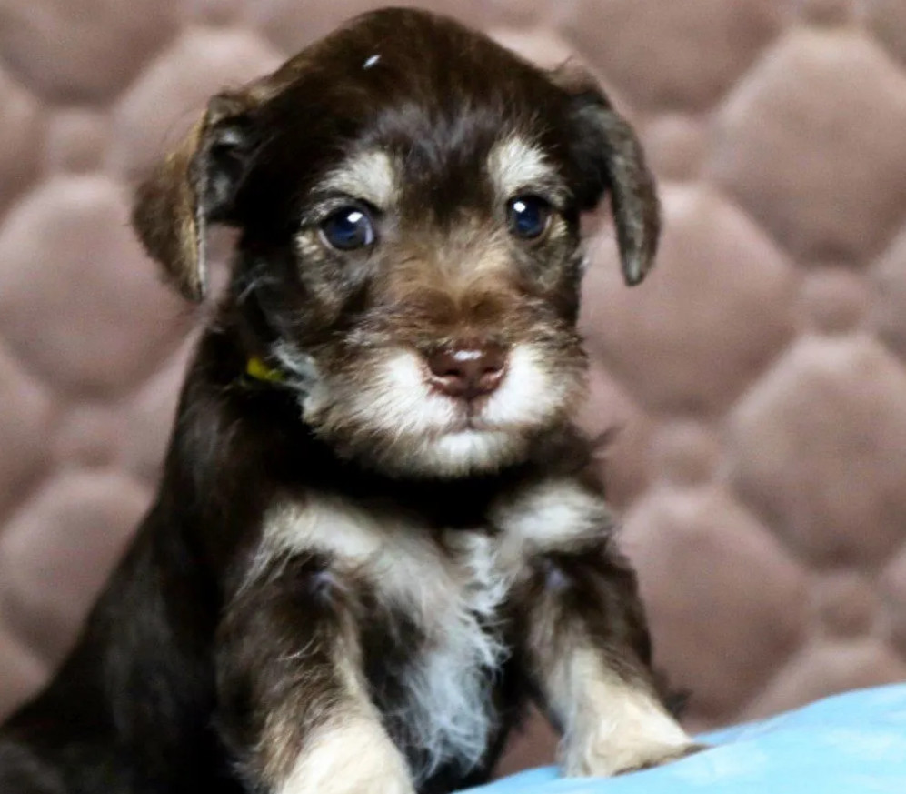 Schnauzers for Sale (Ontario, California)