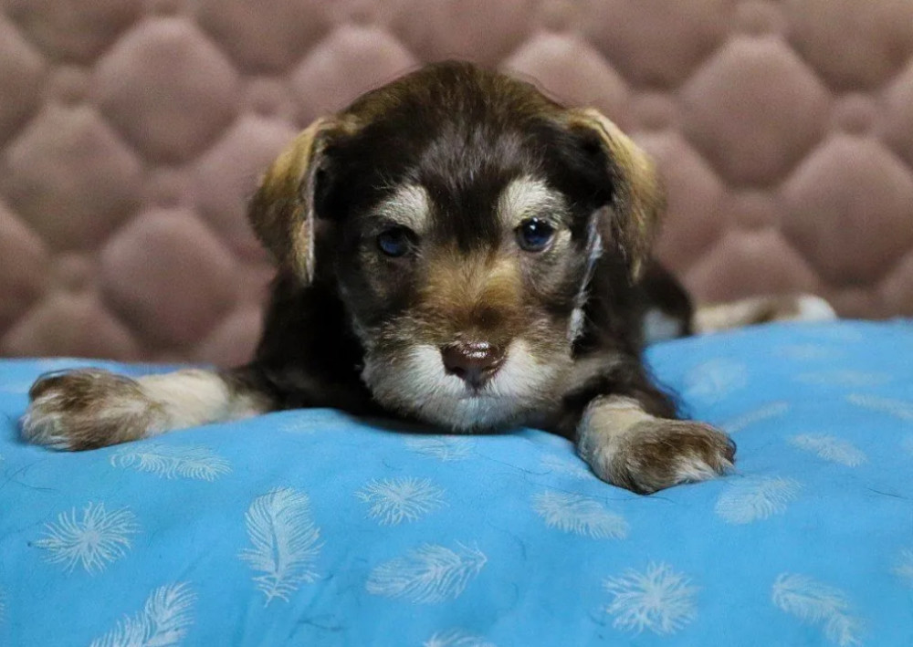 Schnauzers for Sale (Ontario, California)