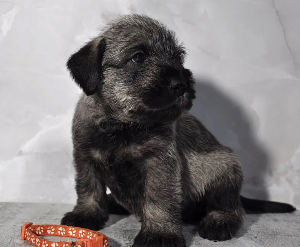 Miniature Schnauzer Girl for Sale in the Bronx