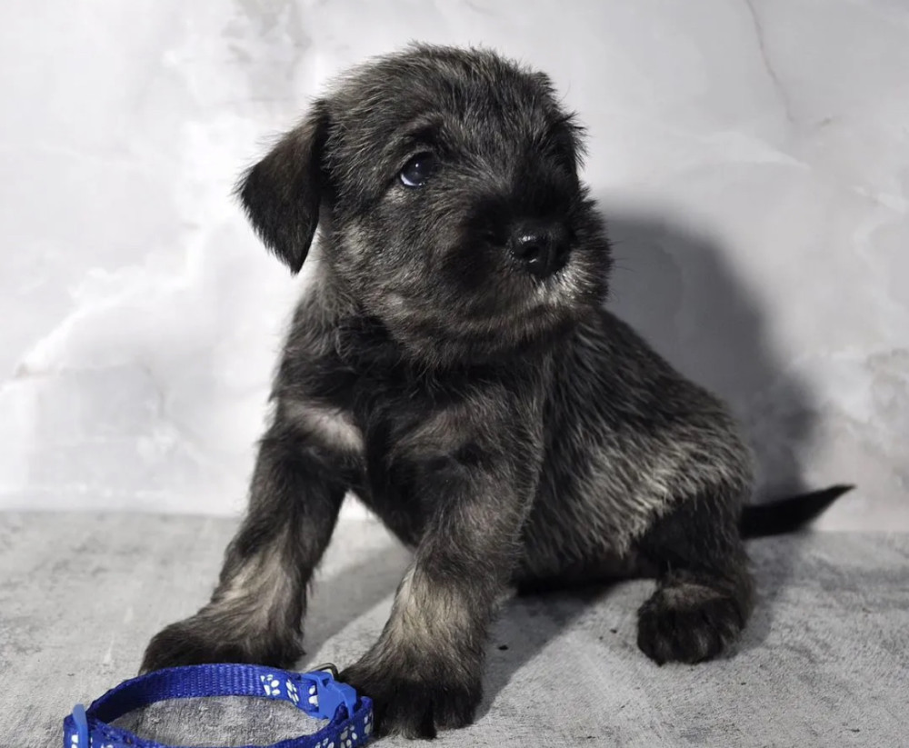 Miniature Schnauzer Girl for Sale in the Bronx