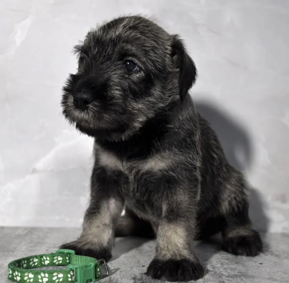 Miniature Schnauzer Girl for Sale in the Bronx