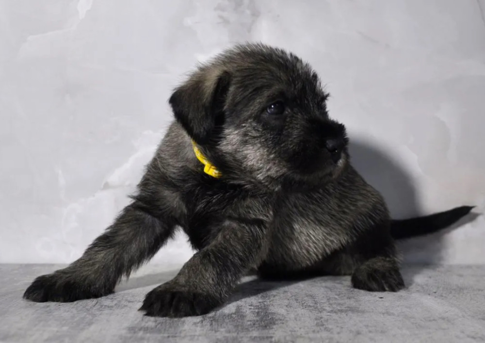 Miniature Schnauzer Girl for Sale in the Bronx