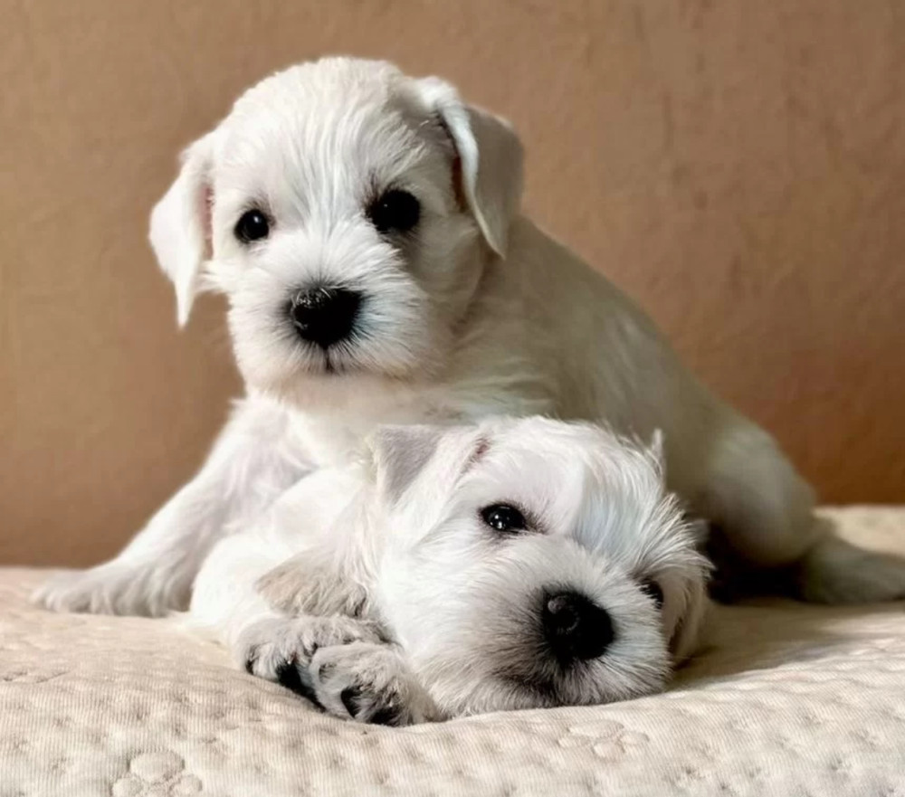 Schnauzer Girl and Boy for Sale in San Antonio (Texas)