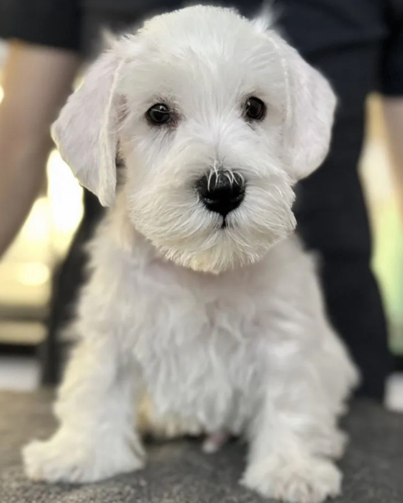 Schnauzer Girl and Boy for Sale in San Antonio (Texas)