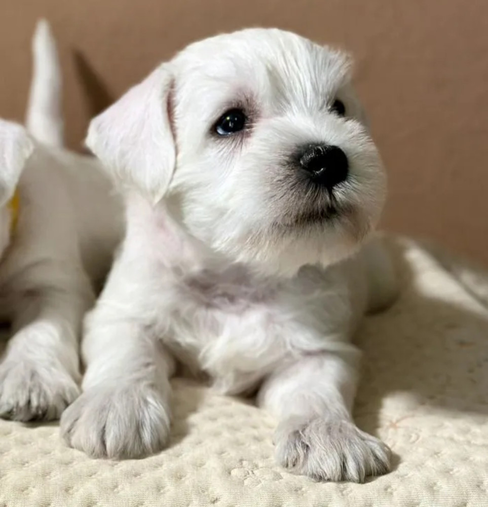Schnauzer Girl and Boy for Sale in San Antonio (Texas)