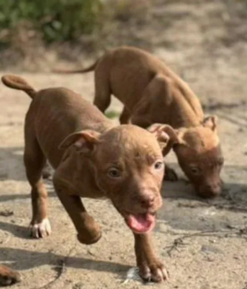 American Pit Bull Terrier Puppies for Sale in San Jose (California)