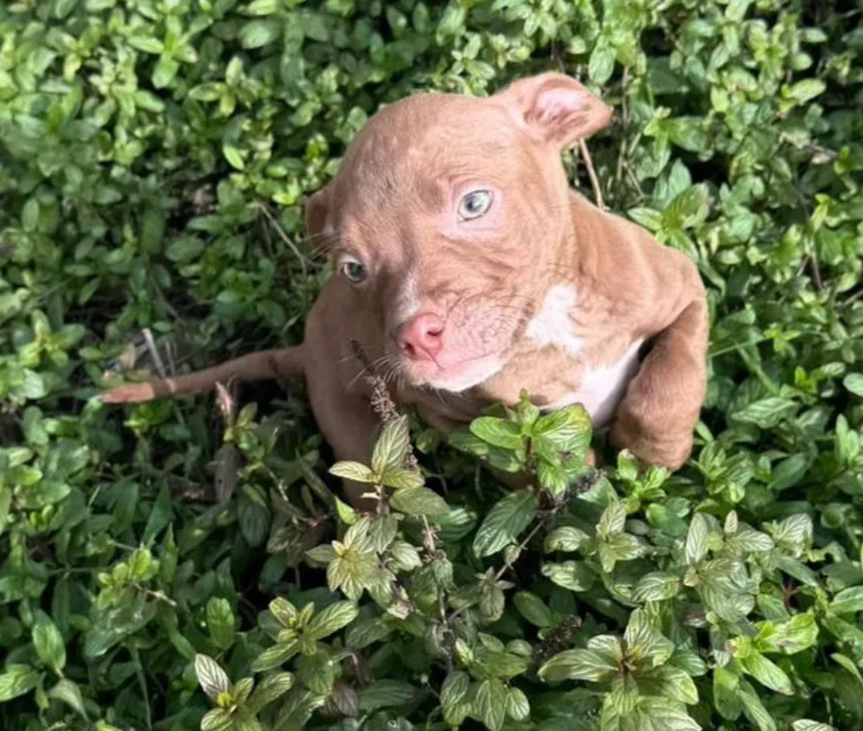 American Pit Bull Terrier Puppies for Sale in San Jose (California)