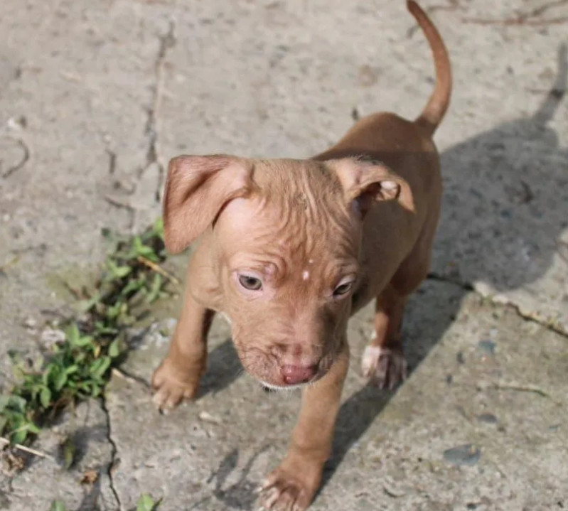 American Pit Bull Terrier Puppies for Sale in San Jose (California)